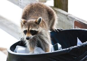 Raccoon Removal Milwaukee