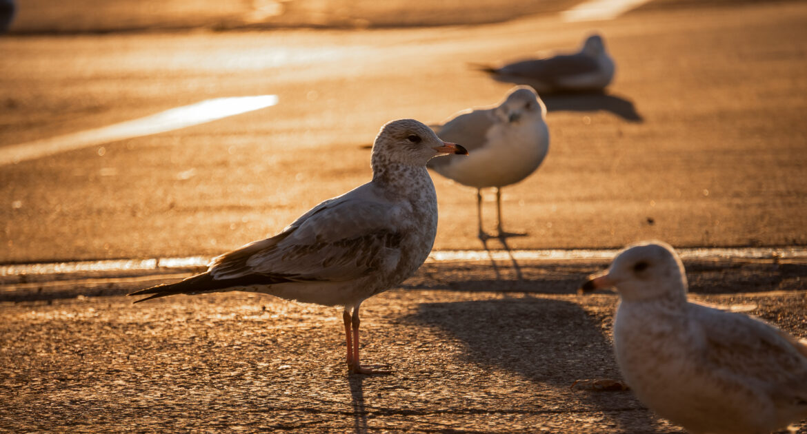 Bird Removal Newmarket