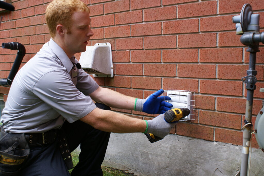 Squirrel Removal in Brooklyn Park