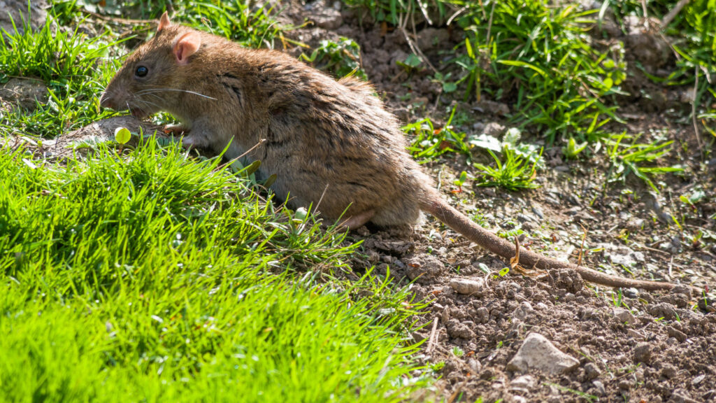 Rat Removal York