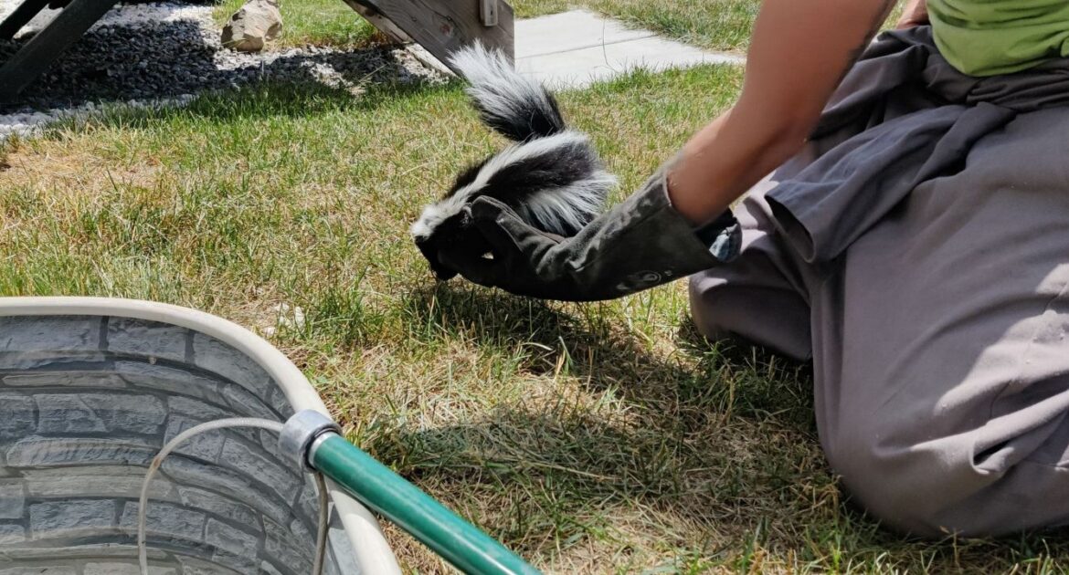 Skunk Removal Annapolis