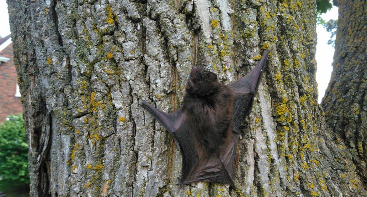Bat Removal Chesapeake Beach