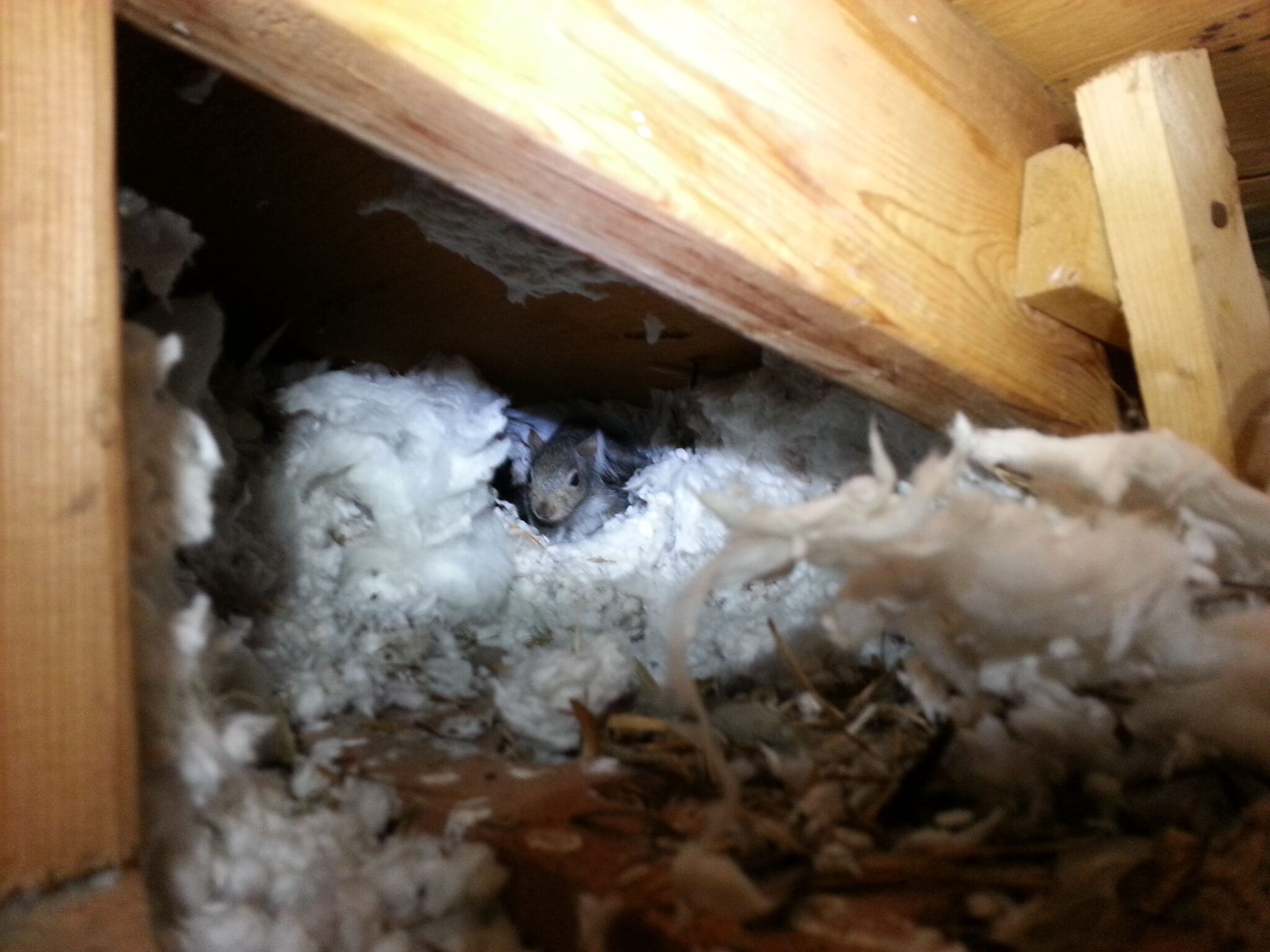 Understanding the Damage Squirrels Cause in the Attic