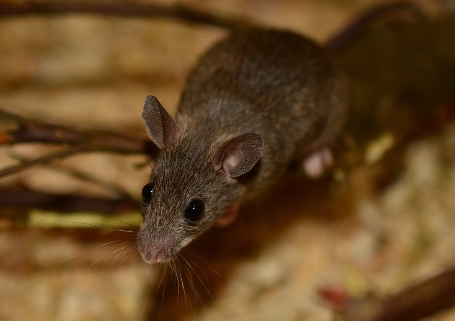 Mice Removal Glen Burnie