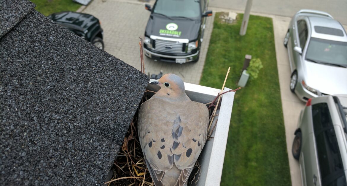 Bird Removal Kitchener