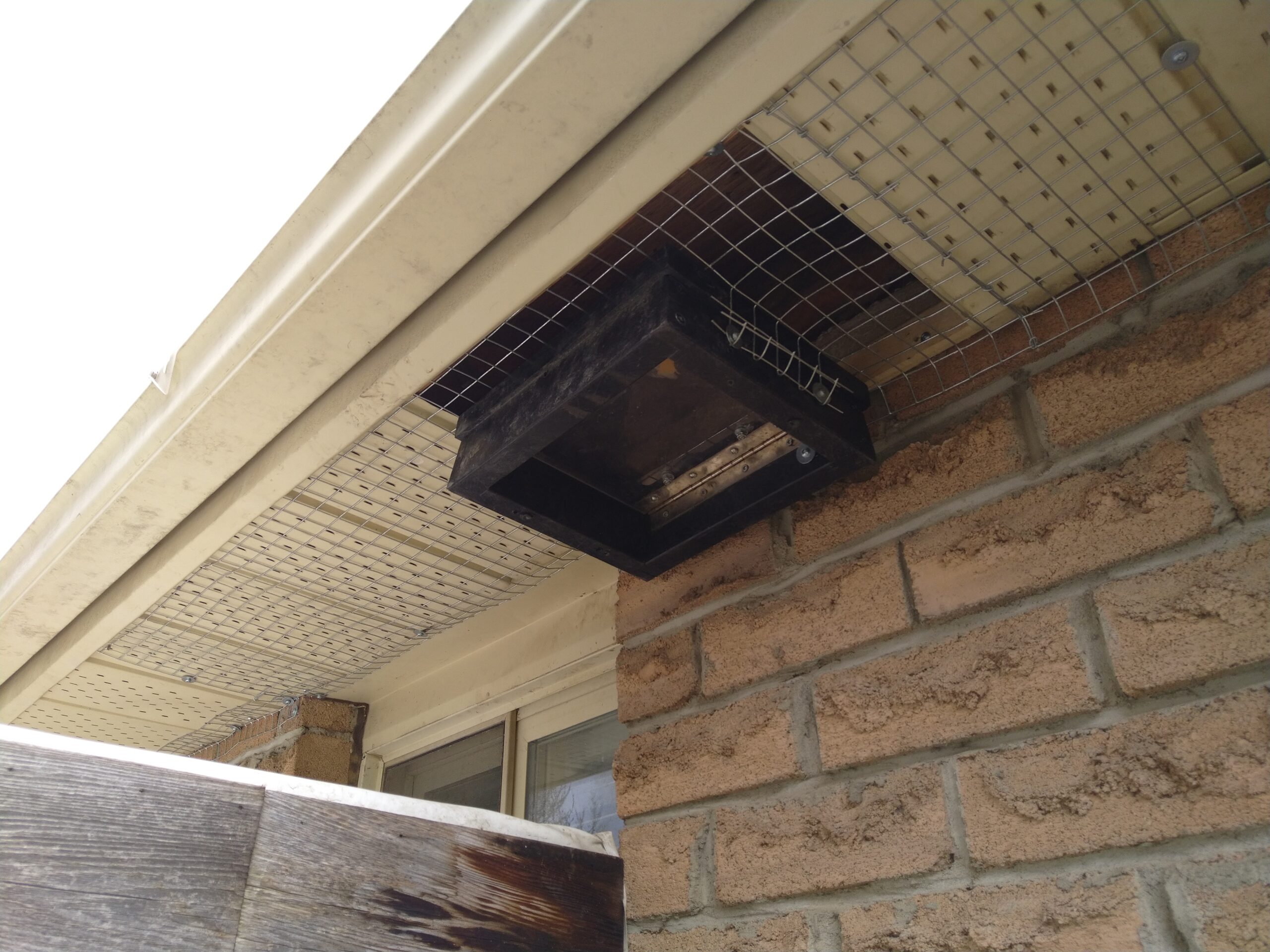 Raccoon Removal Markham