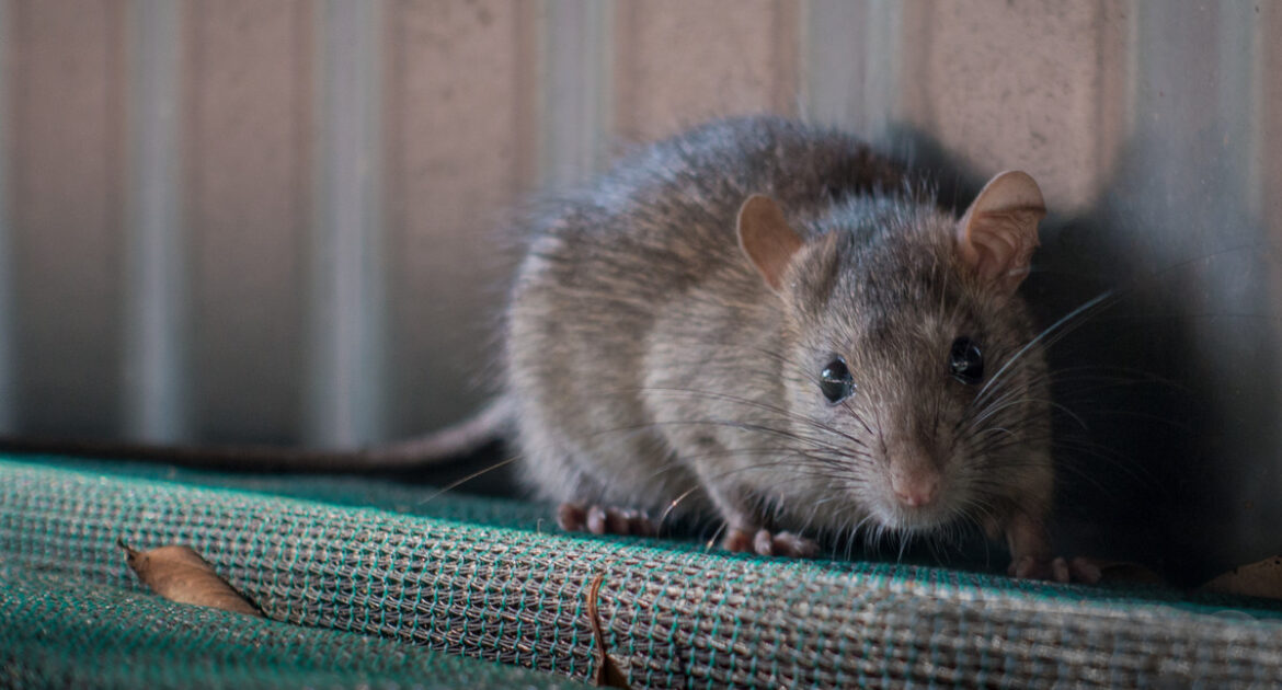 Rat Removal Minneapolis