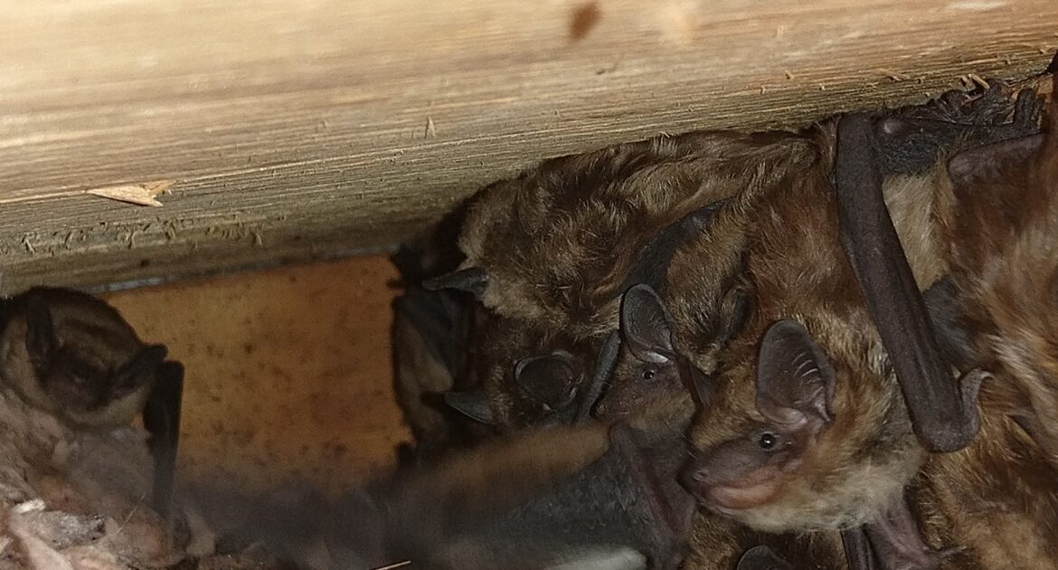 Bat Removal Oshawa