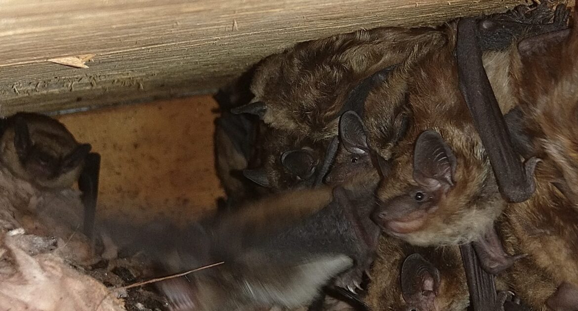 Bat Removal Oshawa