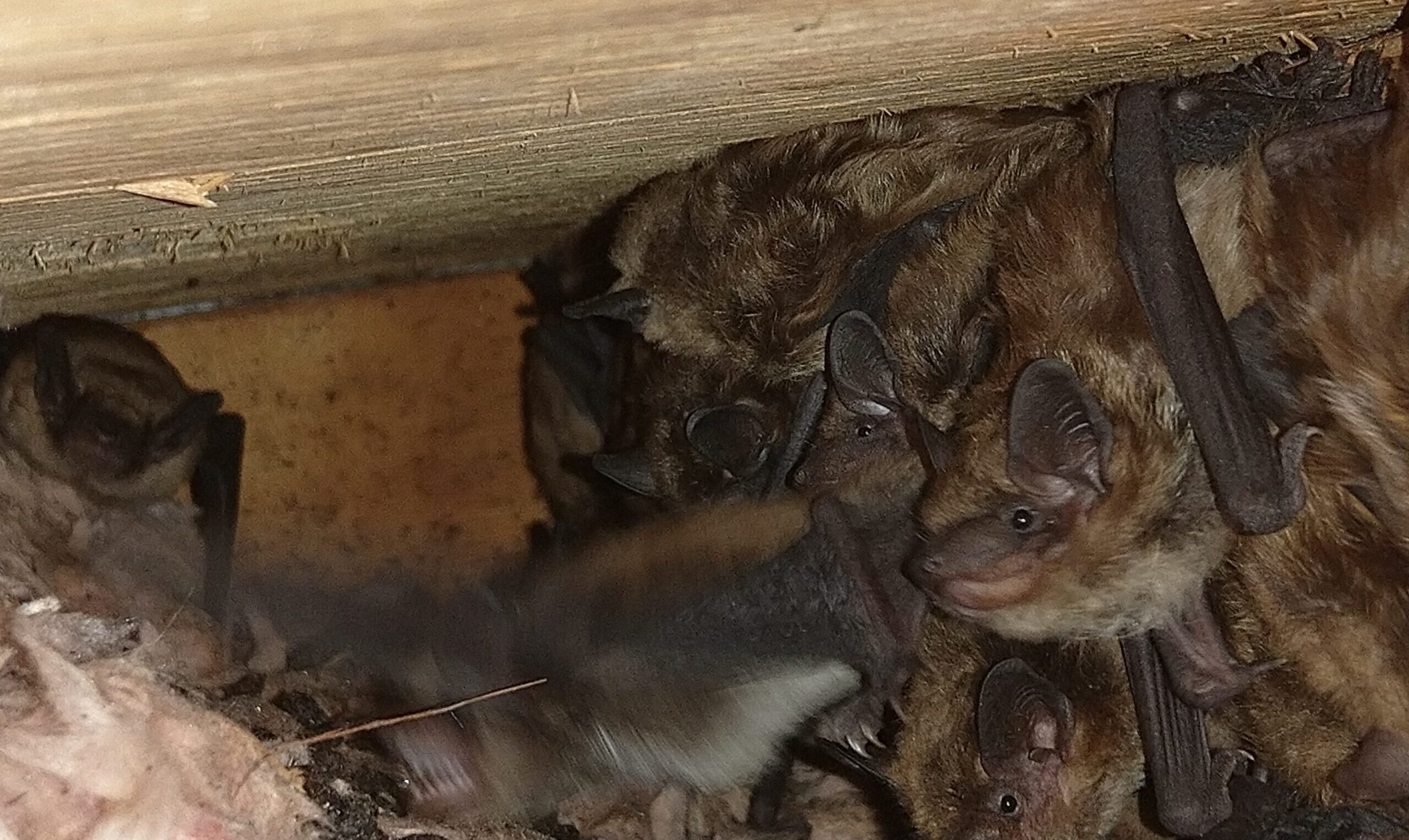Bat Removal Oshawa