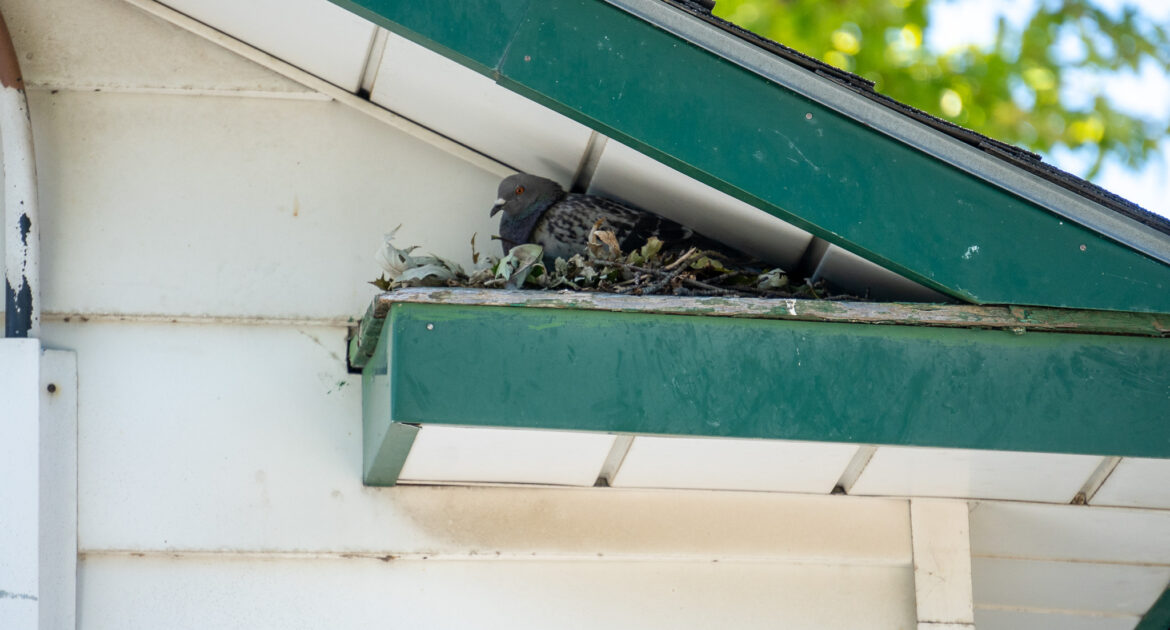 Bird Removal Ottawa