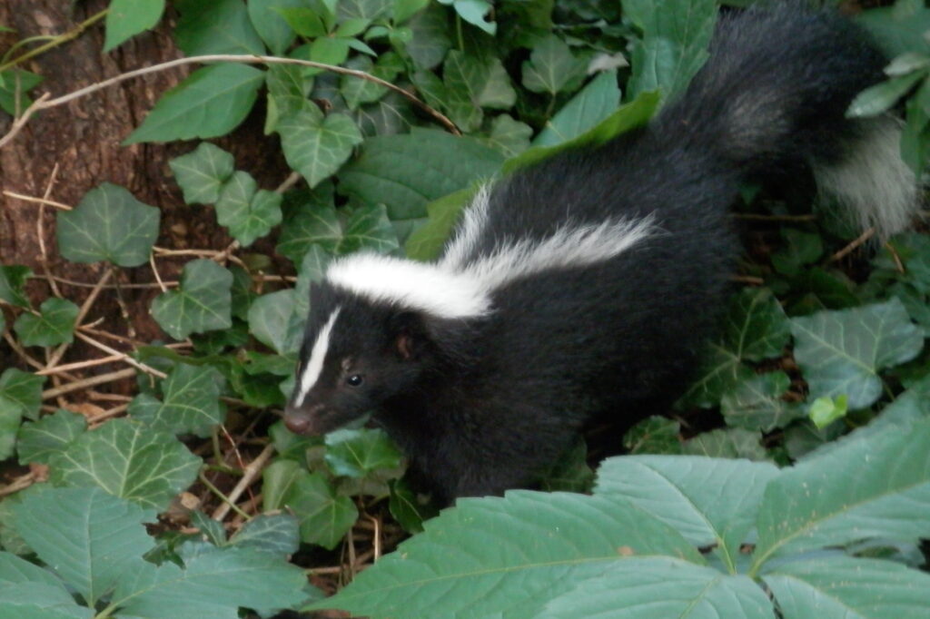 Skunk Removal Minneapolis