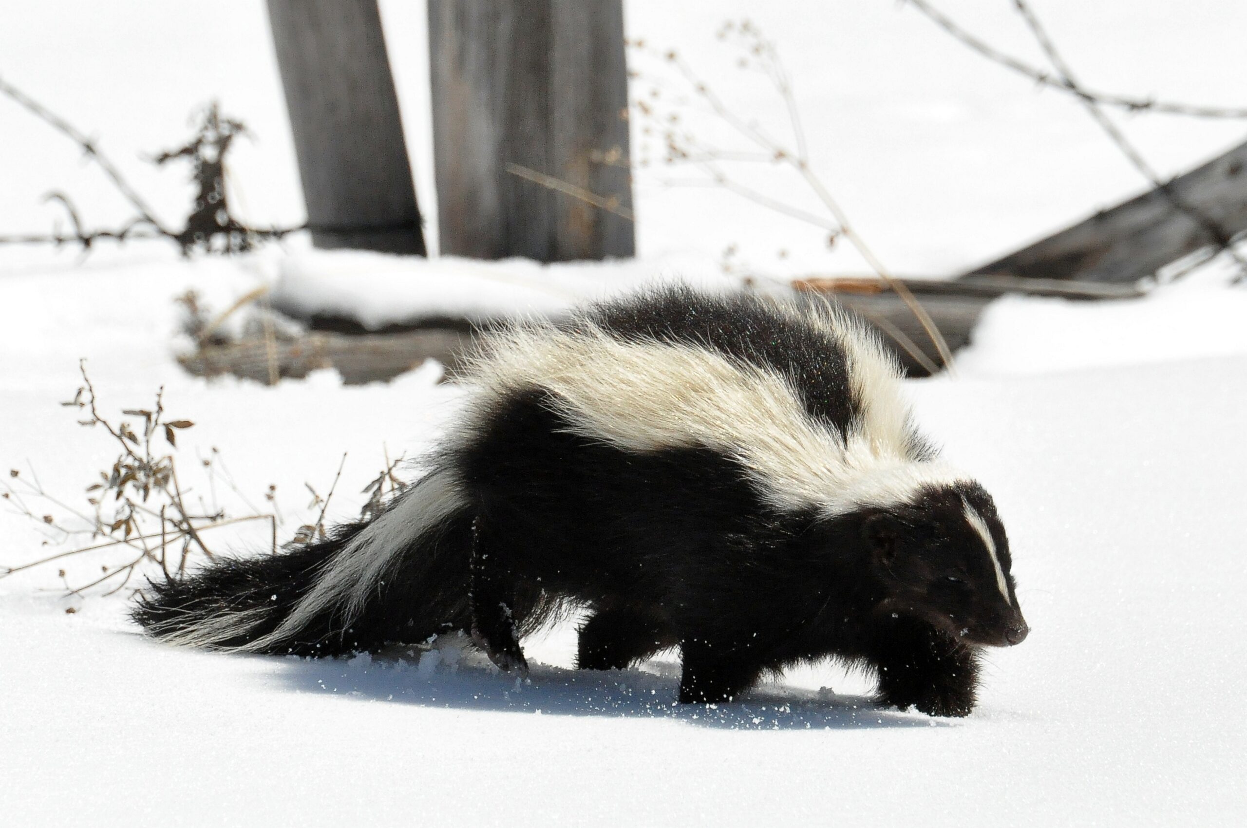 Skunk Removal Calvert County