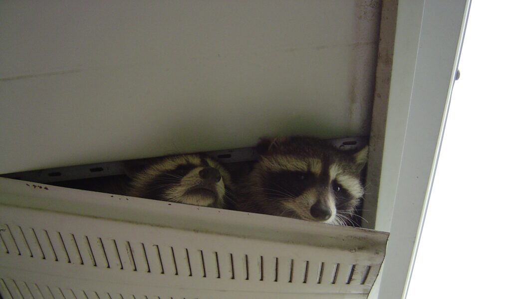 Raccoon Removal Ottawa