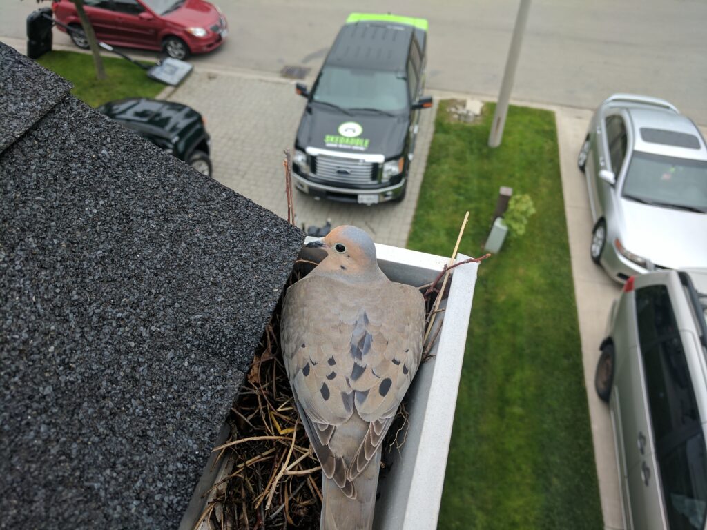 Bird Removal Vaughan
