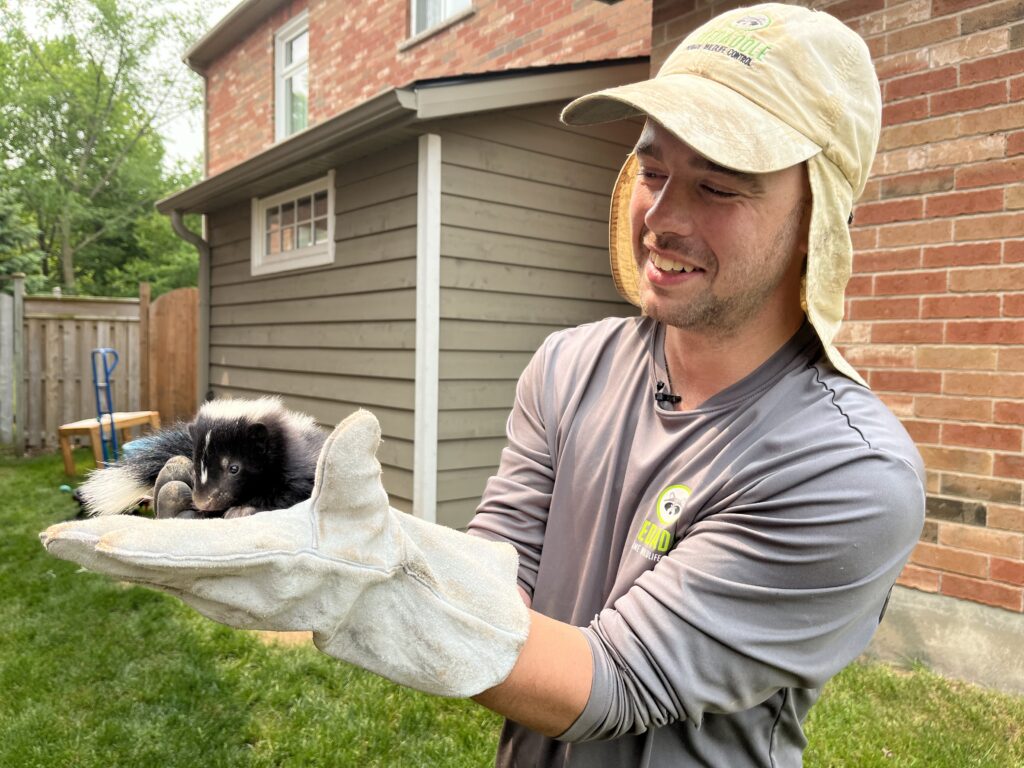 Skunk Removal York Region