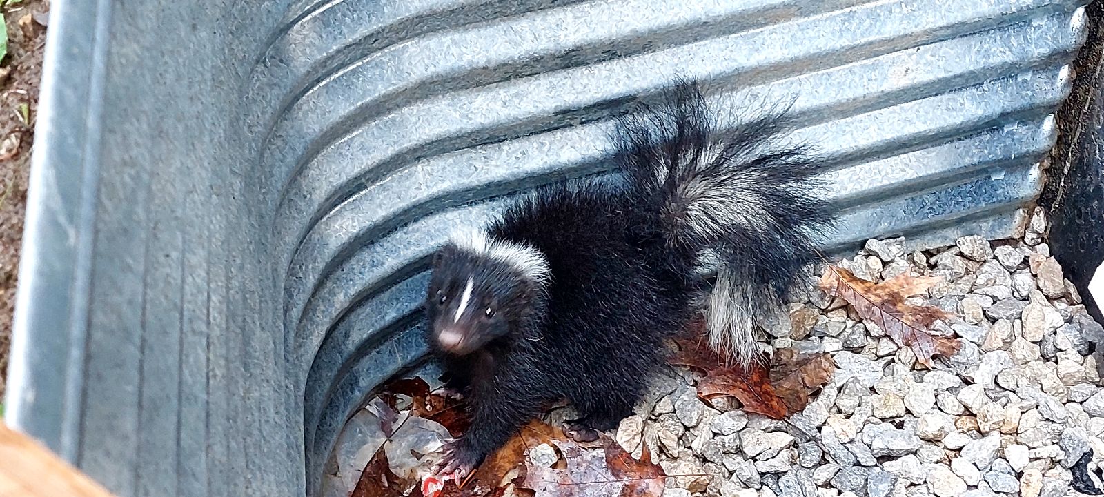 baby skunk window well rescue skedaddle humane wildlife control June 2023