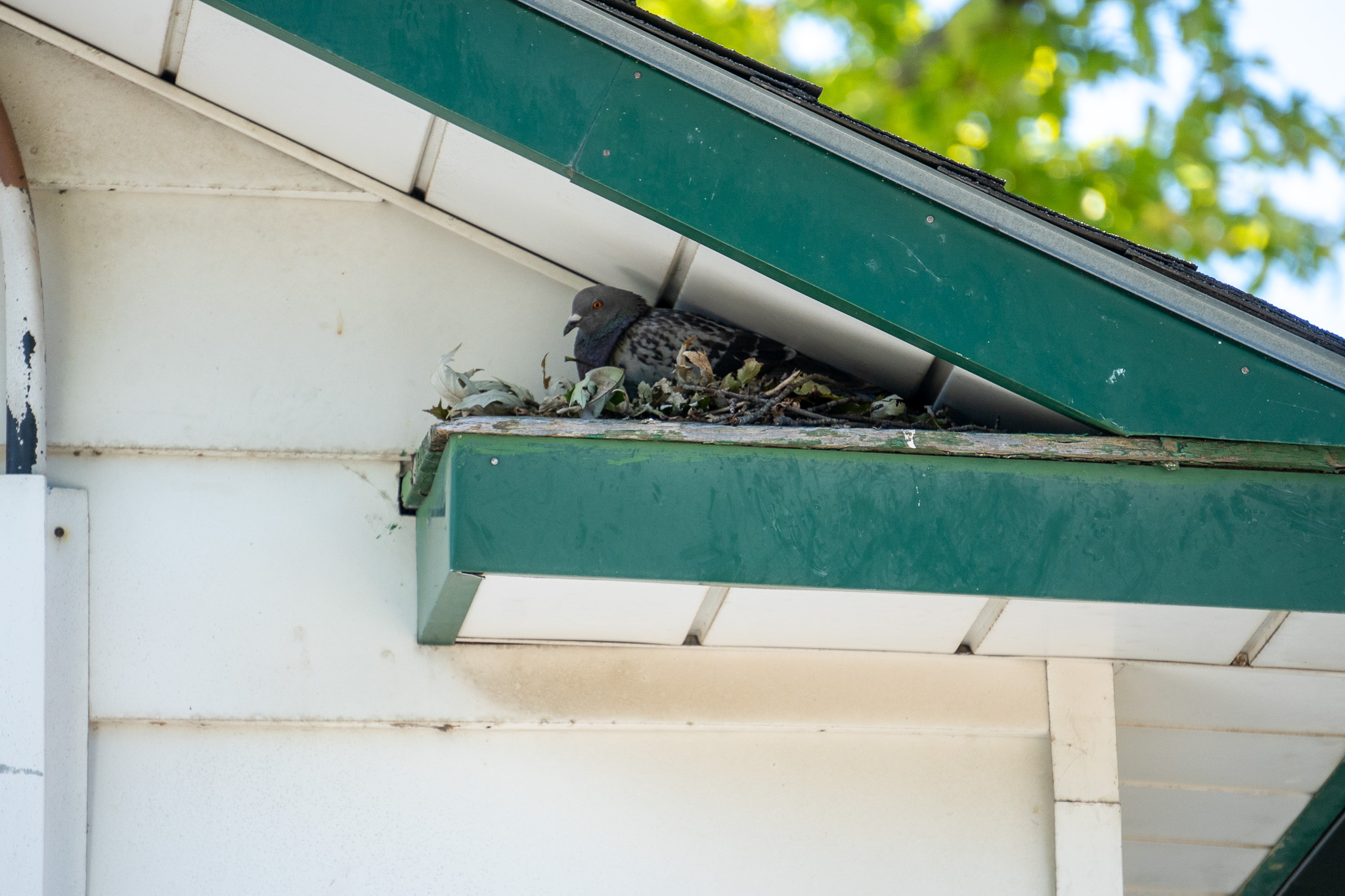 pigeon RSI roof soffit intersection nest pigeons birds skedaddle humane wildlife control September 2023 (9) (1)