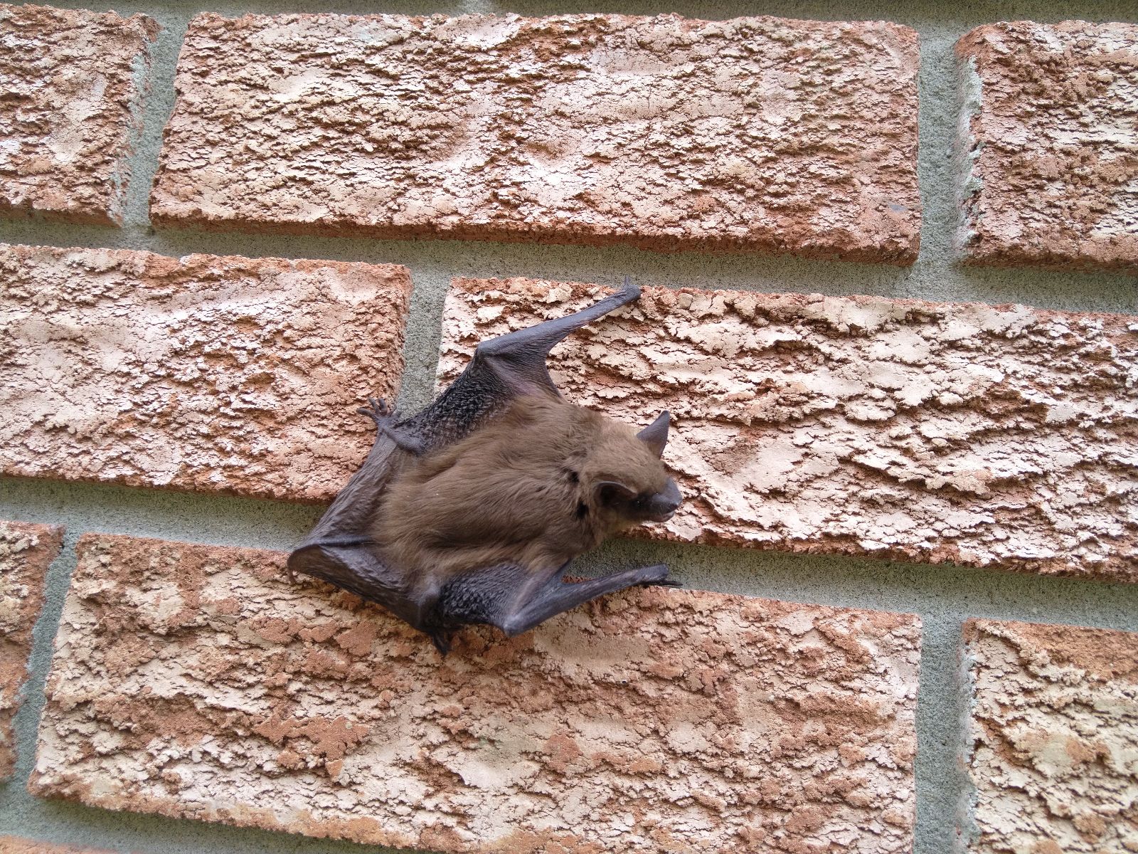 skedaddle humane wildlife control July 2023 bats close up brick photo bat summer outdoor