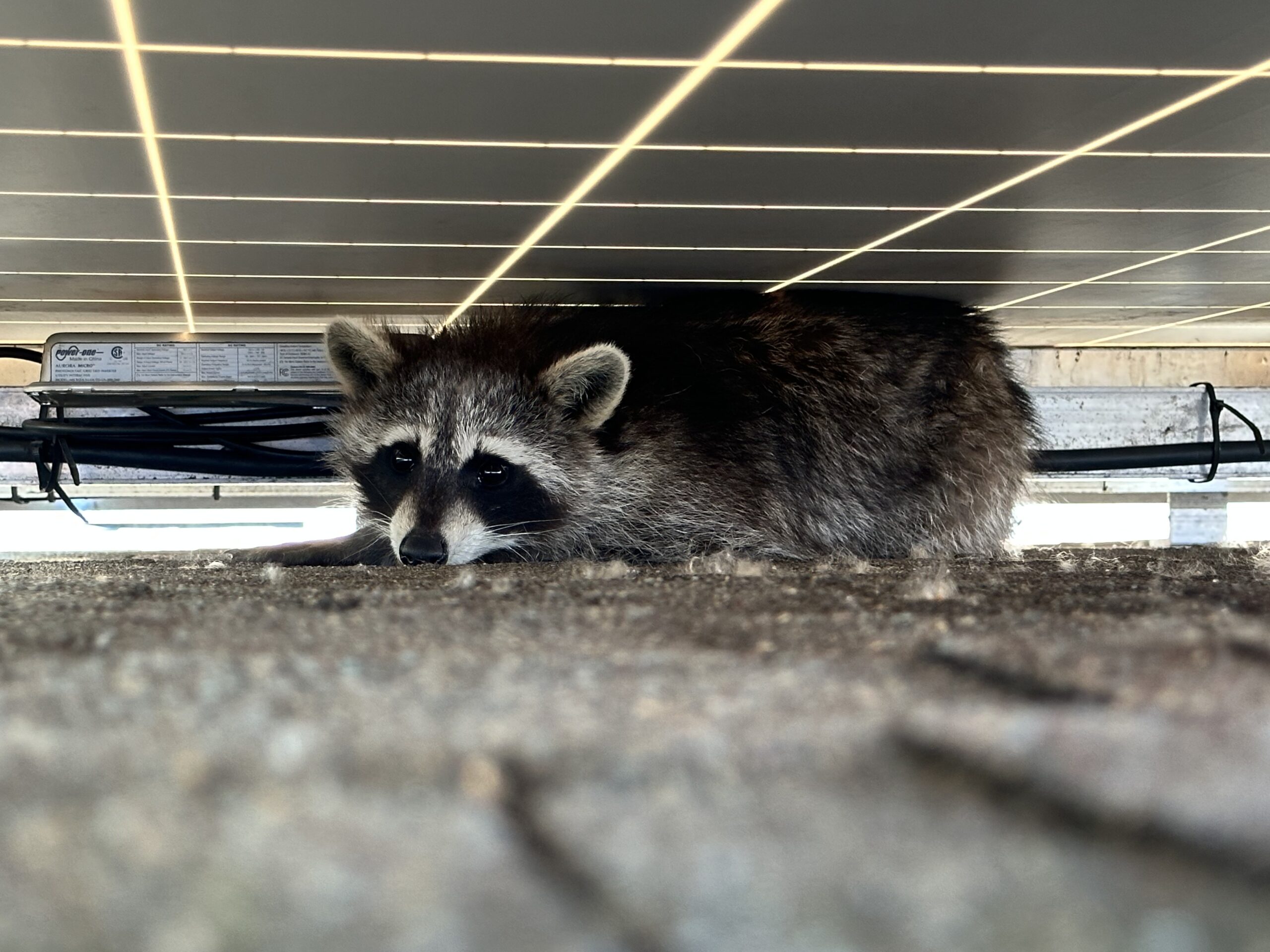 skedaddle humane wildlife control May 2023 raccoon solar panel mama mother raccoons roof damage