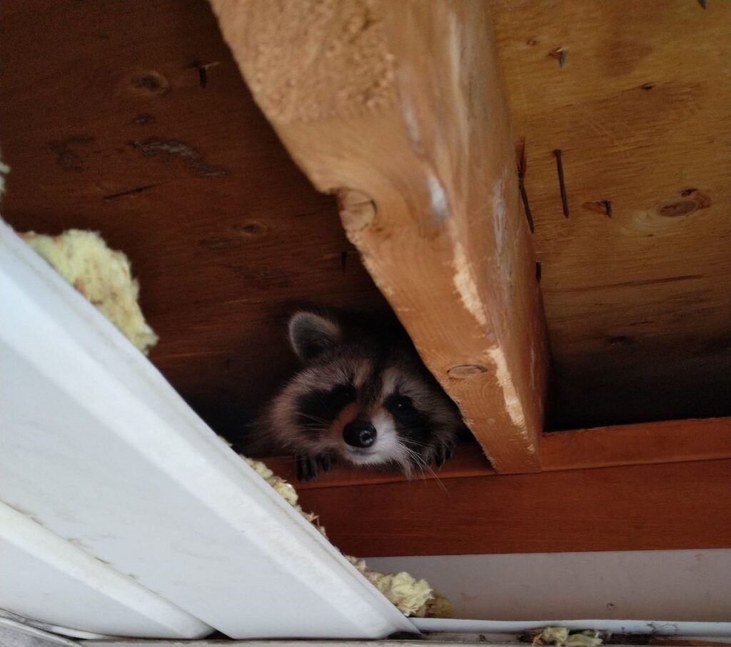 Raccoon Removal Hamilton