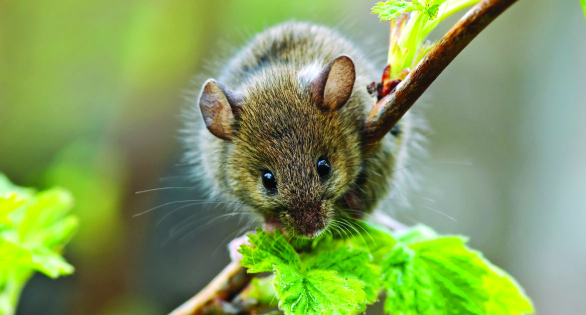 Mice Removal Anoka County