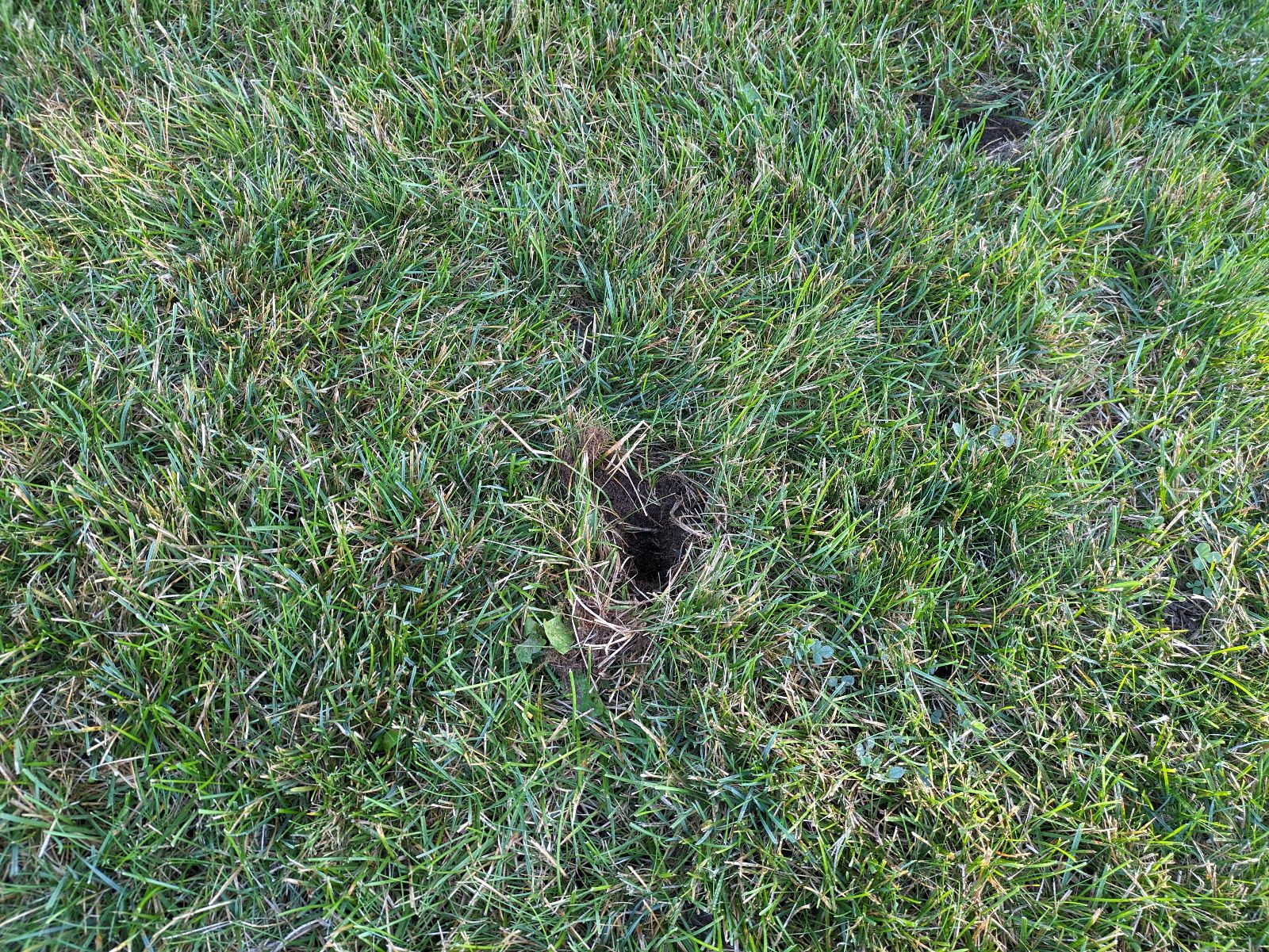 Skunk Removal Milwaukee