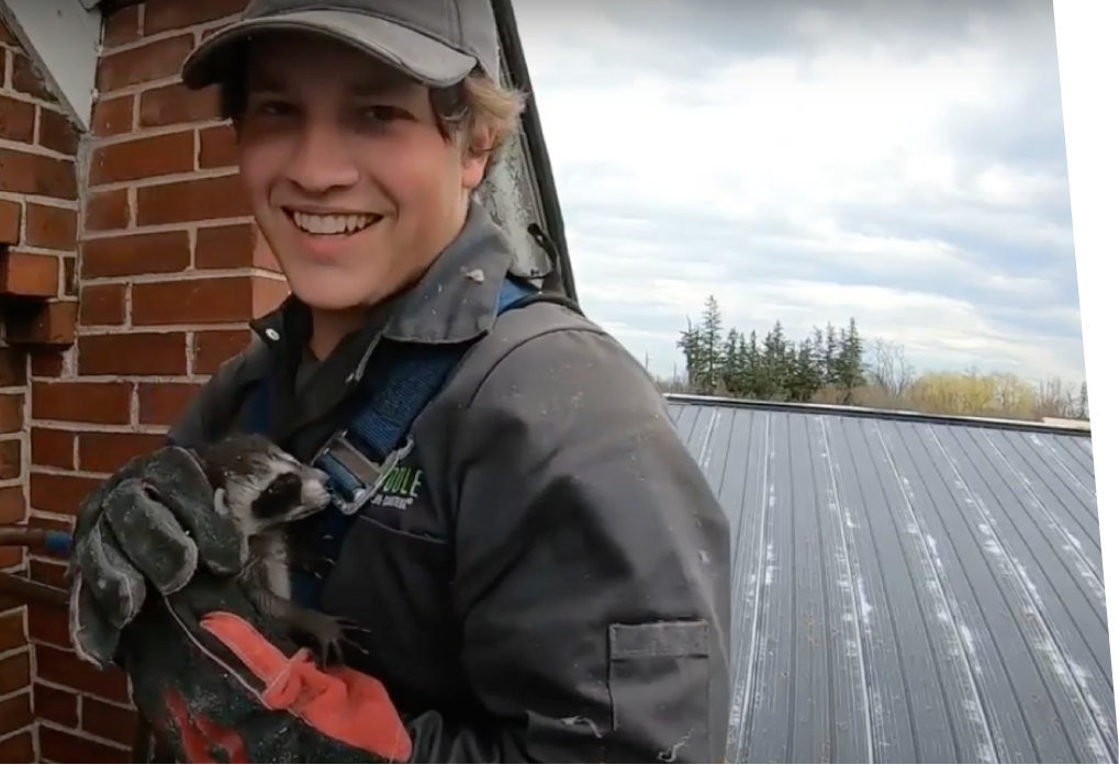 Raccoon Removal Hennepin County