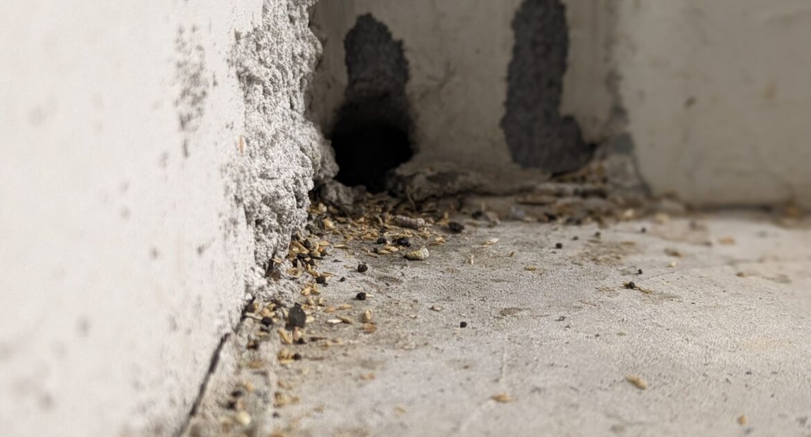 Mice Removal Whitby