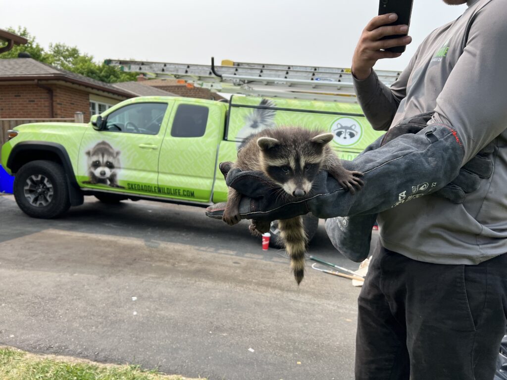 Raccoon Removal Milwaukee