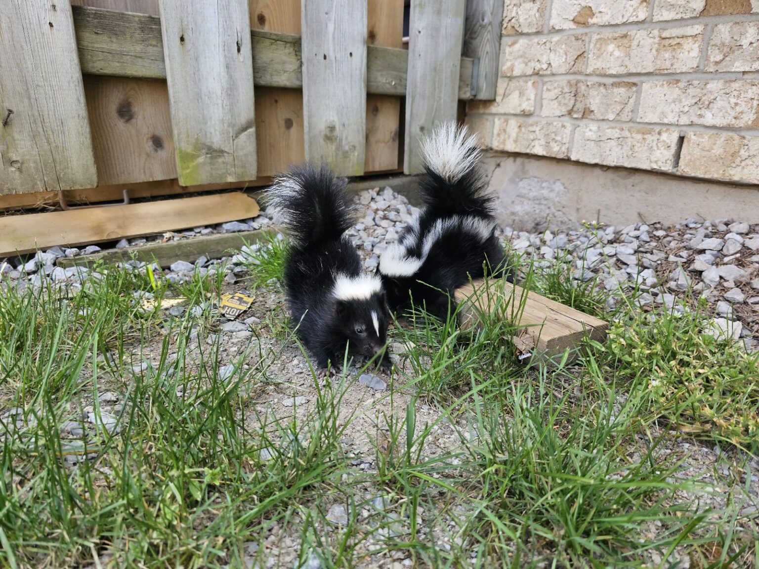 Everything You Need To Know About Skunk Mating Season