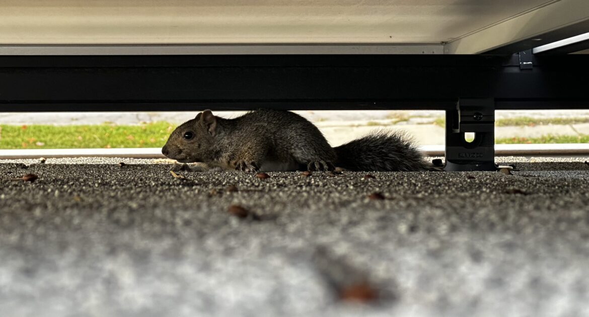 Squirrel Removal Oshawa