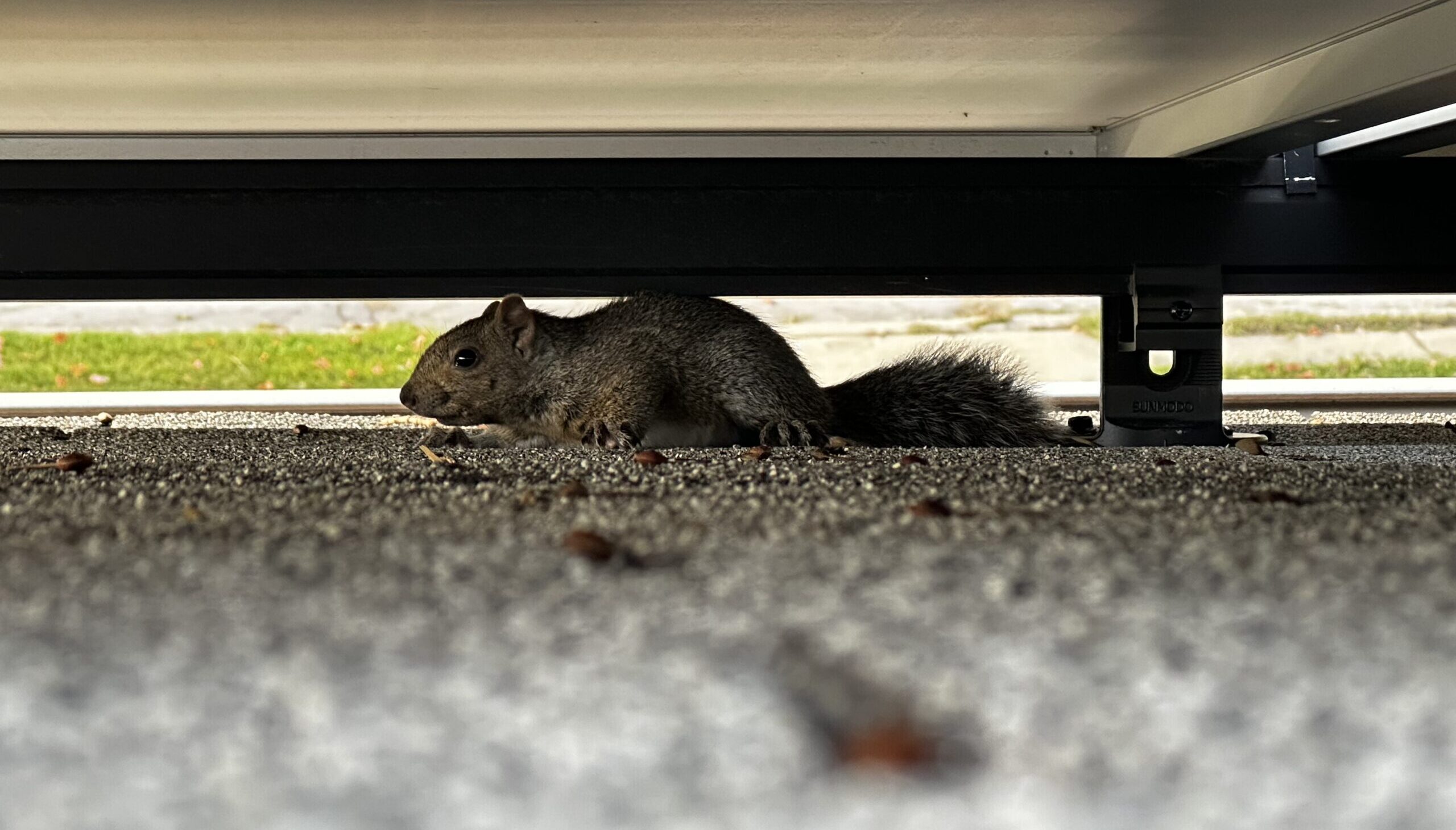Squirrel Removal Oshawa
