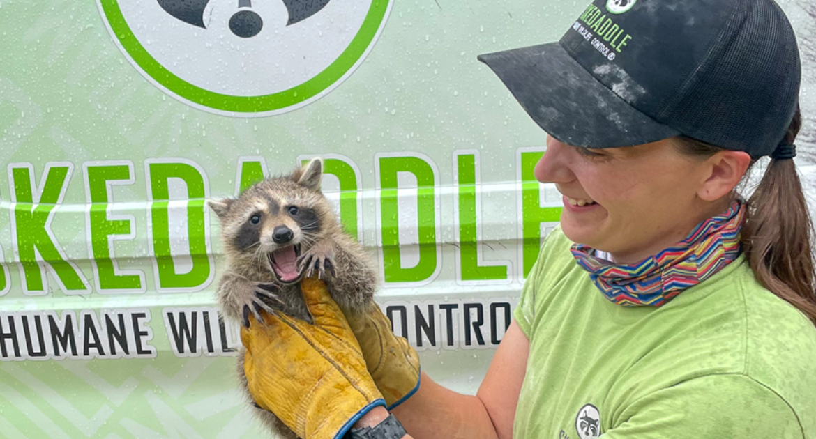 Raccoon Removal Pickering
