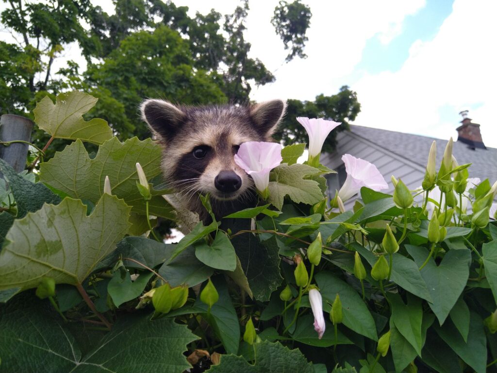 Raccoon Removal Coquitlam