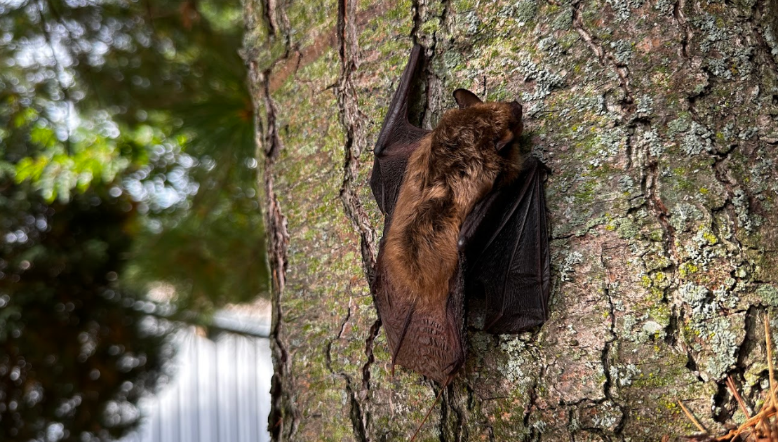 Bat Removal Durham