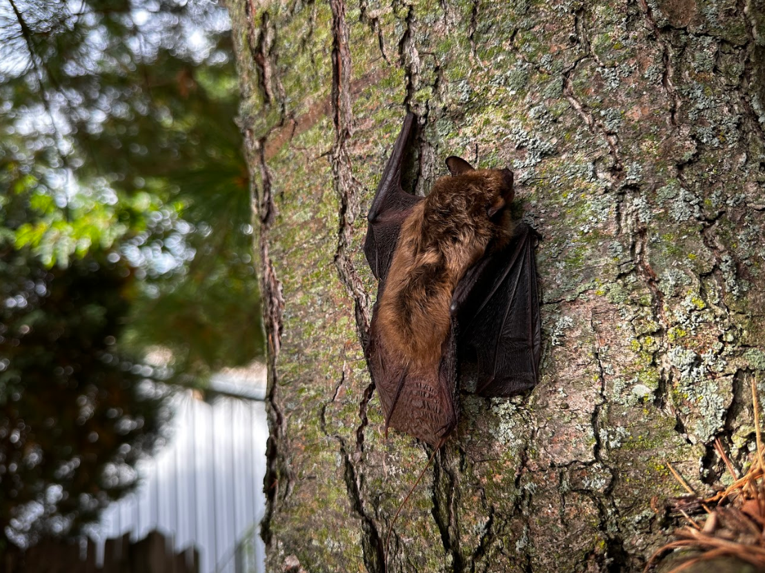 Bat Removal Durham