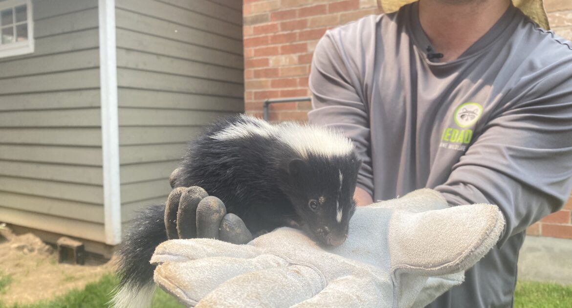 Skunk Removal Coquitlam