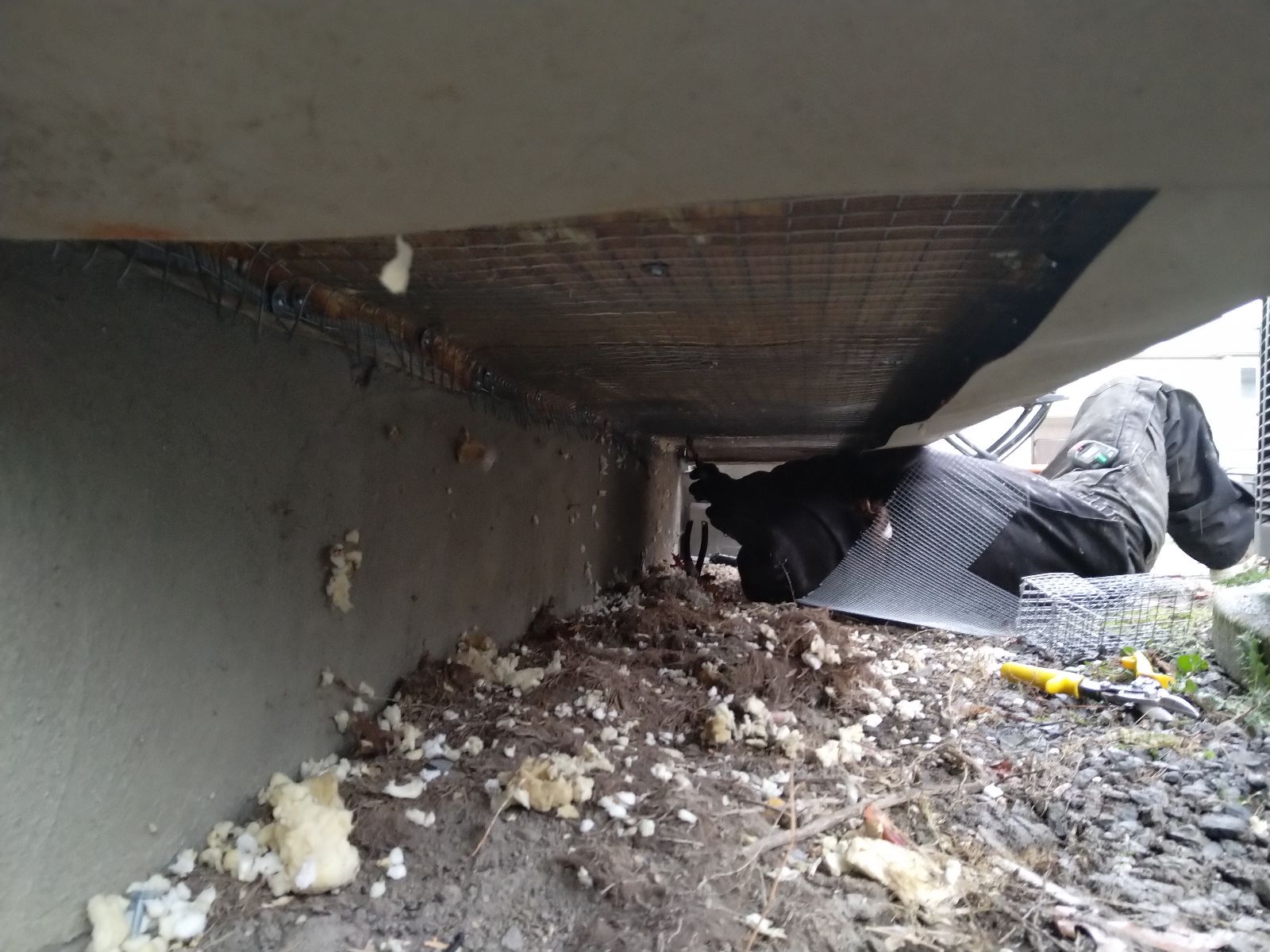 Mice Removal Ottawa