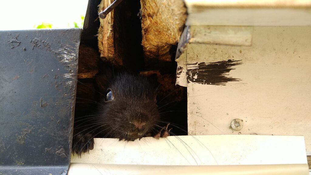 Squirrel Removal Victoria