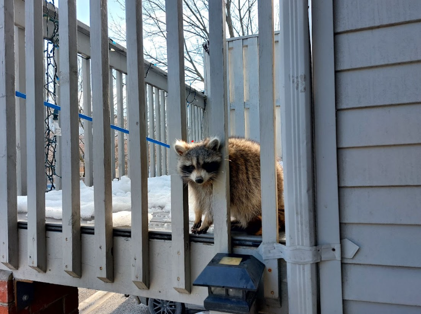 Raccoon Removal Anne Arundel