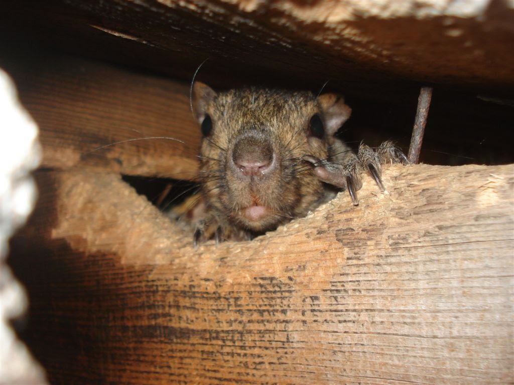 Squirrel Removal Coquitlam