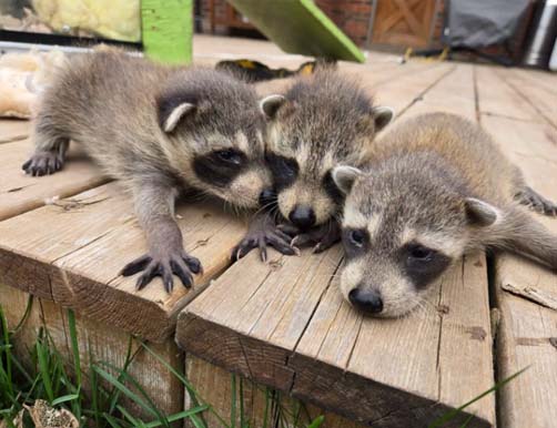 skeda baby raccoons