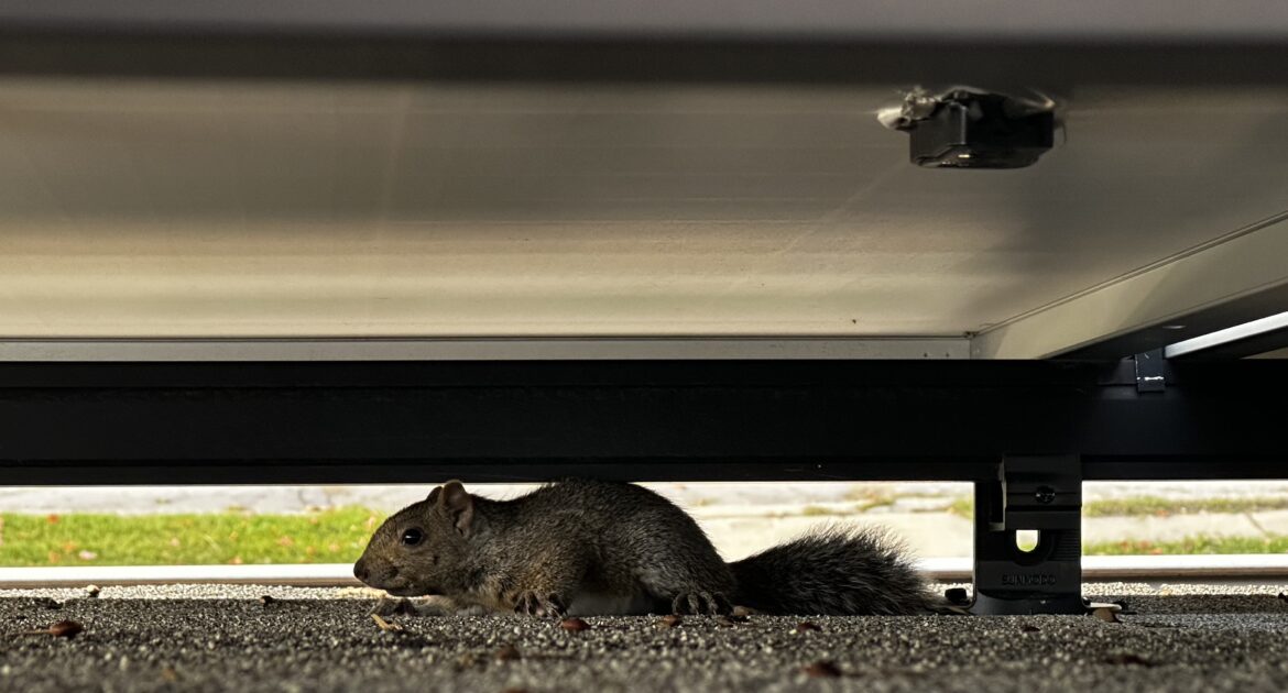 Squirrel Removal Durham