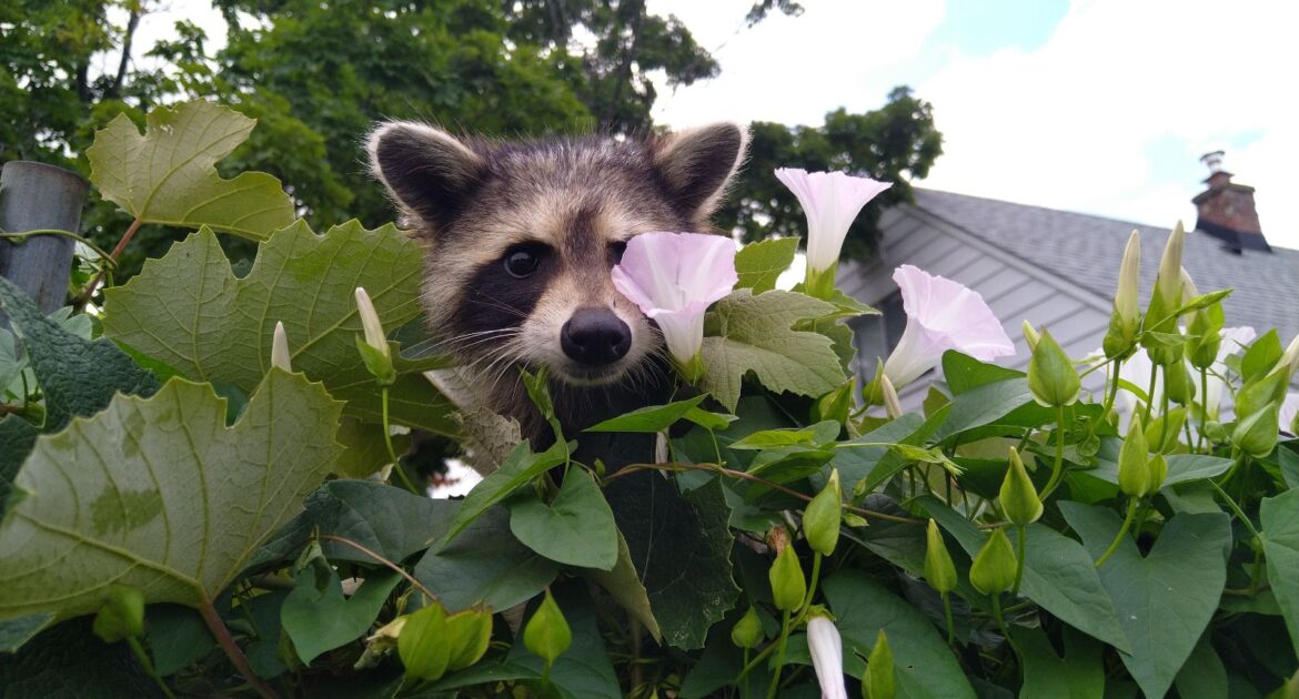 Raccoon Removal Prince George's