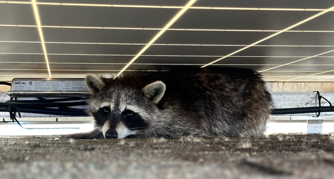 Raccoon Removal Ottawa