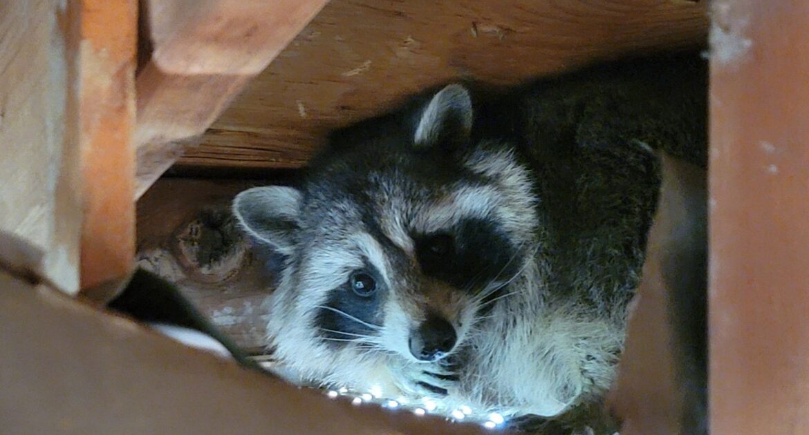 Raccoon Removal Hamilton