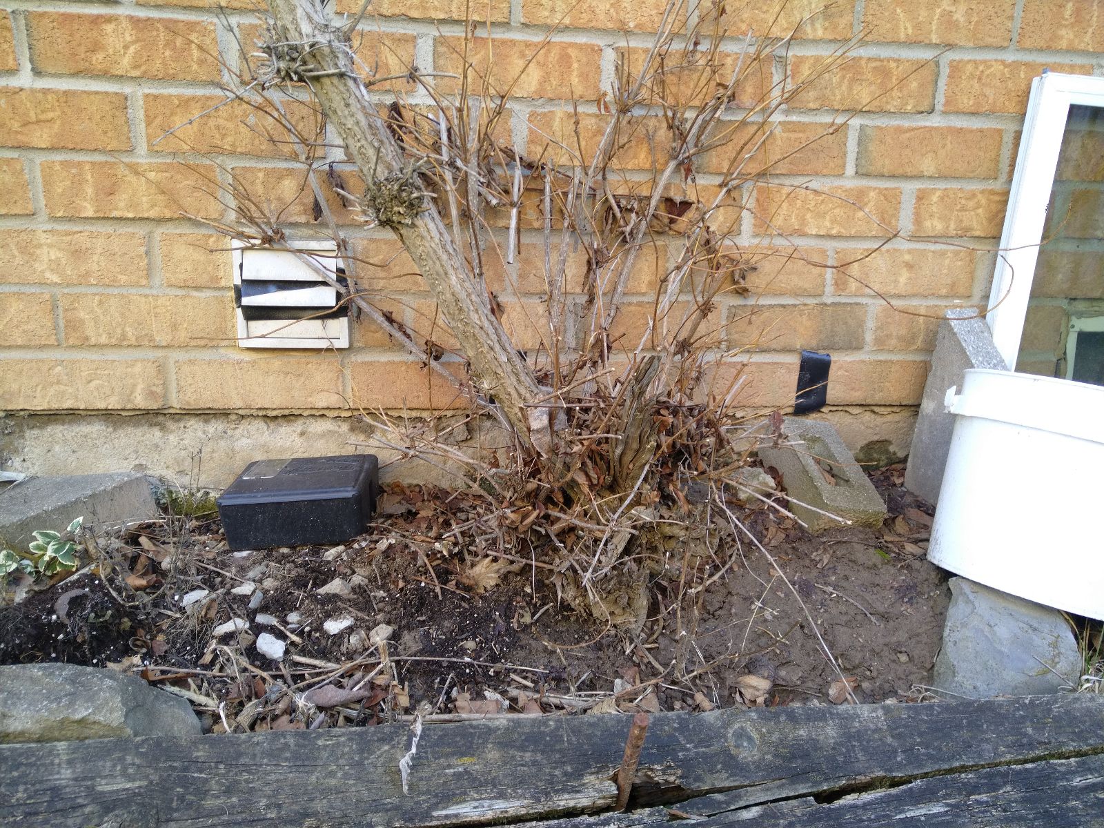 Rodent Removal Hamilton