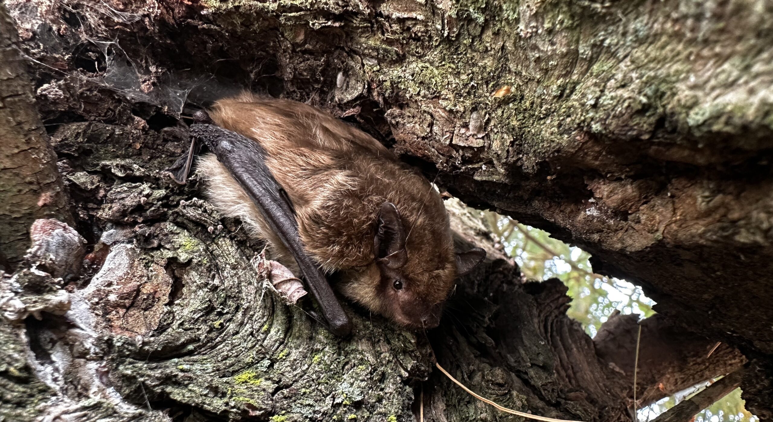 bat photo close up bats fall season skedaddle humane wildlife control October 2023 Madison Milwaukee exclusion Wisconsin 1