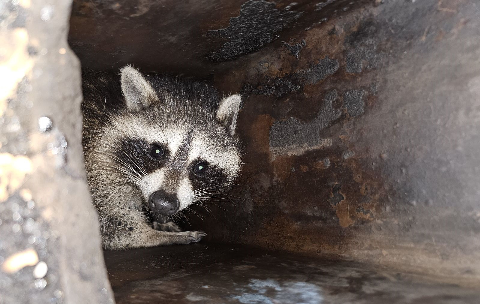 raccoon in chimney skedaddle humane wildlife control August 2023 2